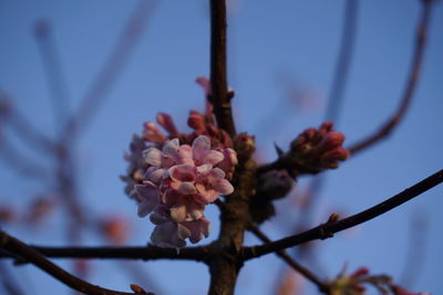 Close-up of pink cherry blossoms against sky