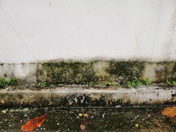 Close-up of wet glass during rainy season