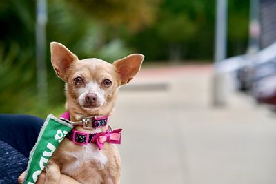 Portrait of cute dog