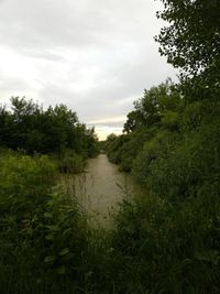 Scenic view of river amidst trees against sky