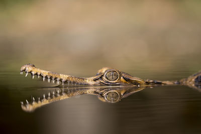 Sightings of the crocodile sapit or sinyulong