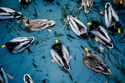 Directly above shot of mallard ducks swimming on lake at forest