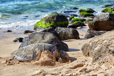 Rocks on beach