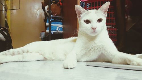 Close-up portrait of white cat sitting