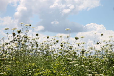 Close-up of plants against sky