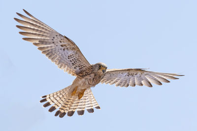 Low angle view of bird flying against clear sky