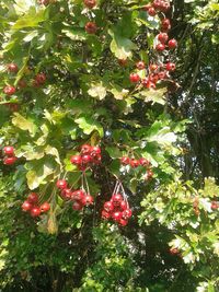 Low angle view of leaves on tree