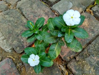 High angle view of flowers