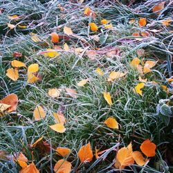 Close-up of yellow flowers blooming on field