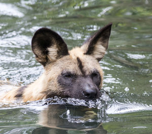 Portrait of dog drinking water