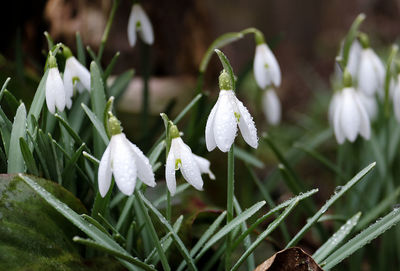 Close-up of white flowering plant on field