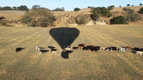 Hot air balloon against sky