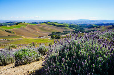 Scenic view of agricultural field against sky