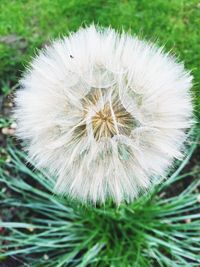 Close-up of dandelion flower