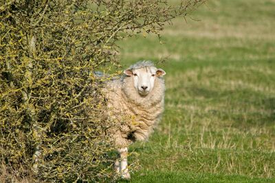 Sheep standing by plants on grassy field