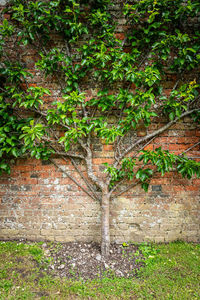 plant