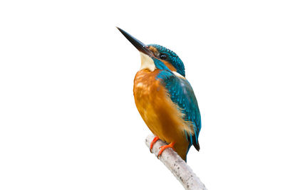 Close-up of kingfisher perching on branch against clear sky
