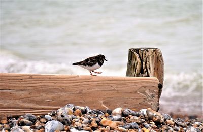 Bird perching on wooden post at shore