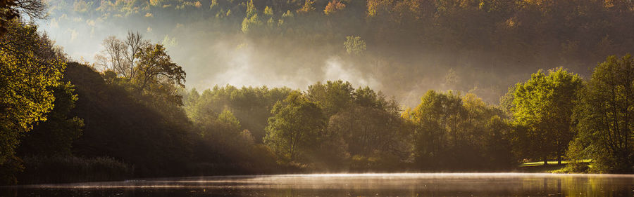 Panoramic view of trees in forest against sky