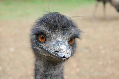 Close-up portrait of a bird