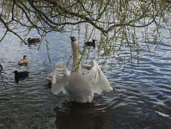 Birds in calm water