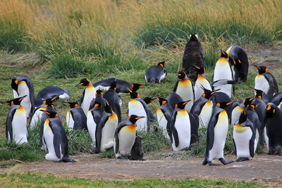 View of birds on sea shore