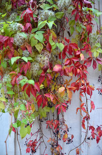 Close-up of ivy on tree during autumn