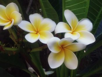 Close-up of white flower