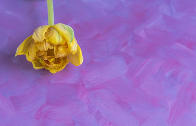 Close-up of yellow rose flower