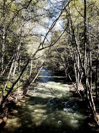 River amidst trees in forest