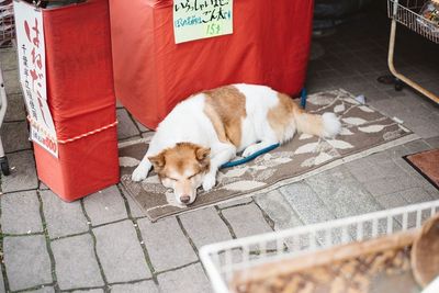 High angle view of dog resting on footpath