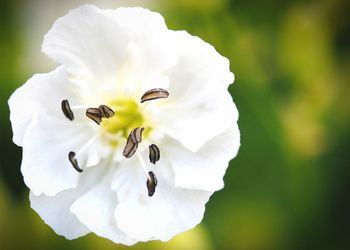 Close-up of white flower