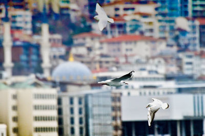Seagulls flying against buildings