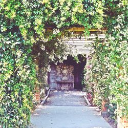 Ivy growing on footpath by building