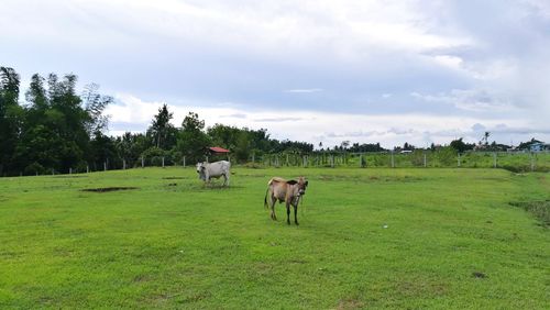 Cows grazing on field against sky