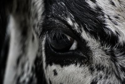 Close-up portrait of dog