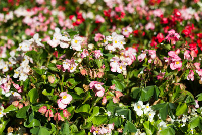 Close-up of pink flowering plants