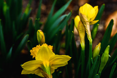 flowering plant