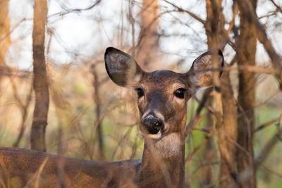 Portrait of deer in a forest