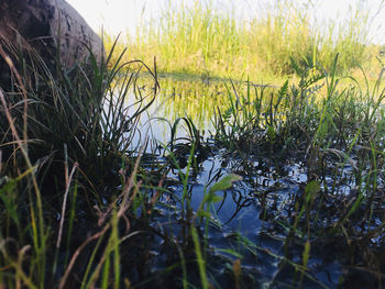 Close-up of grass on field against sky