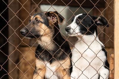 Close-up of dog looking through fence