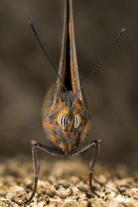 Close-up of insect