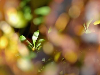 Close-up of plant