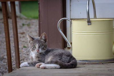 Portrait of cat sitting outdoors