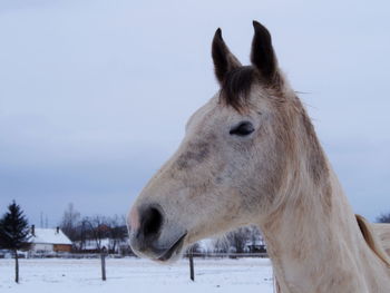 Close-up of horse on field against sky during winter