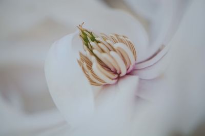 Close-up of white magnolia flower