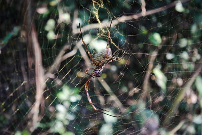 Close-up of spider on web