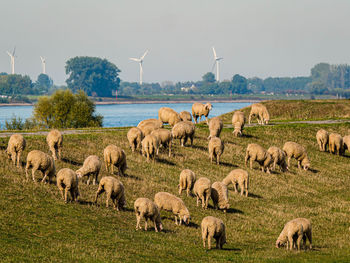 Flock of sheep on dyke of the rhein river