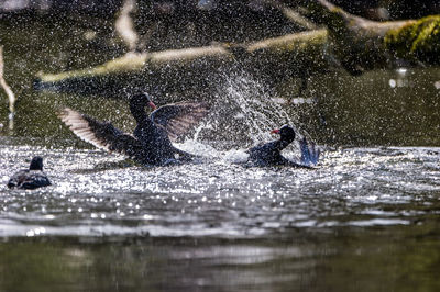 Coots splashing water in lake