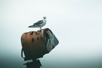 Seagull sitting on street lamp